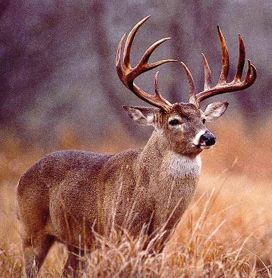 free_deer_hunting_tips_big_buck1